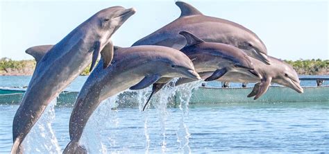 Moment a woman is unexpectedly HUMPED by a dolphin